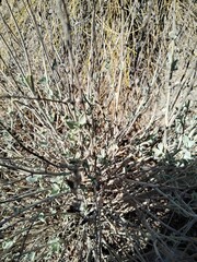 Anthyllis cytisoides