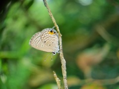 Luthrodes pandava