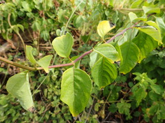 Ruspolia hypocrateriformis