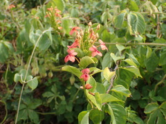 Ruspolia hypocrateriformis