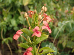 Ruspolia hypocrateriformis