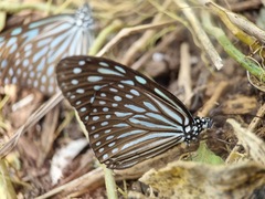 Ideopsis