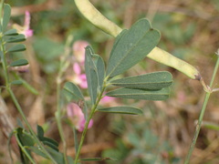 Tephrosia pedicellata