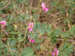 Tephrosia pedicellata