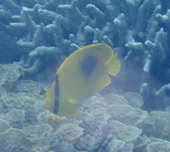 Chaetodon speculum