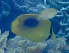 Chaetodon speculum