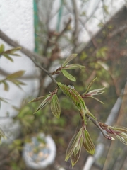 Hestina assimilis
