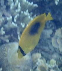Chaetodon speculum