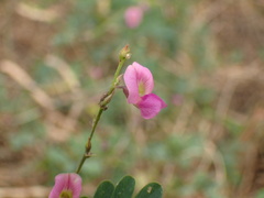 Tephrosia pedicellata