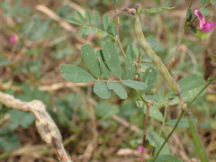 Tephrosia pedicellata