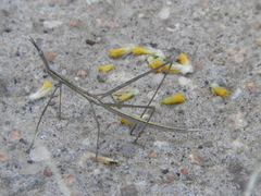 Tetanorhynchini