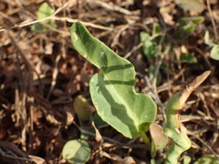 Gymnosporia senegalensis image