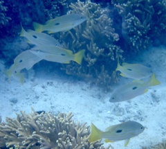 Lutjanus fulviflamma