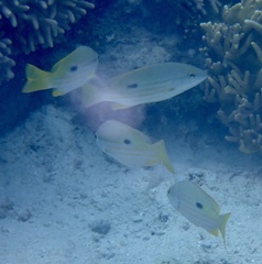 Lutjanus fulviflamma