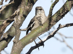 Mimus triurus