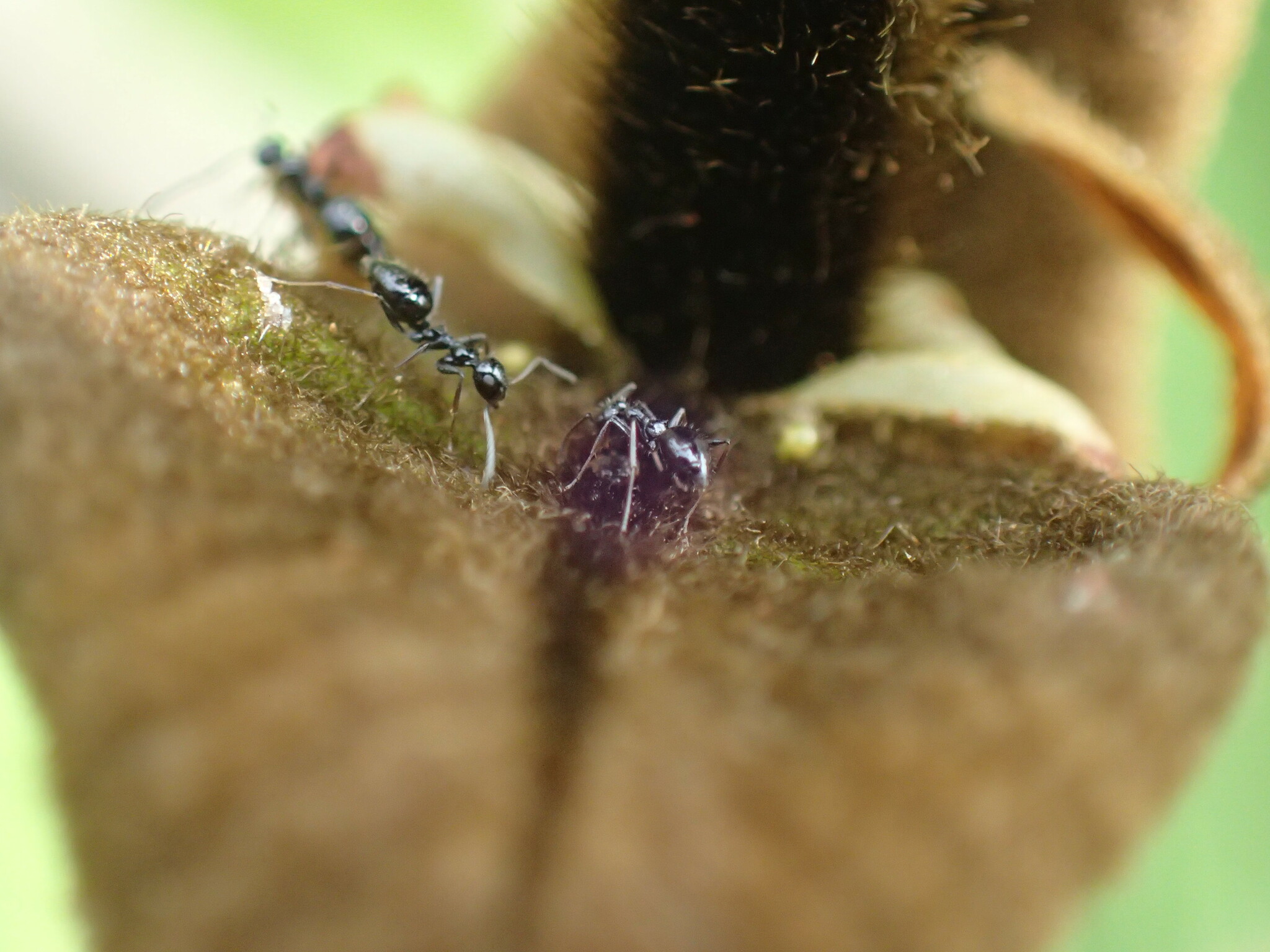 Lepisiota canescens