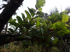 Neocarya macrophylla image