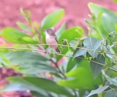 Iduna caligata