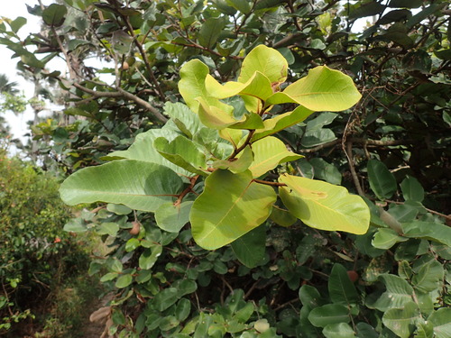 Image of Neocarya macrophylla by (c) Mahomed Desai, some rights reserved (CC BY)