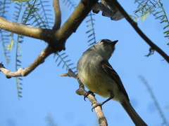 Serpophaga subcristata