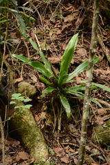 Dracaena aletriformis