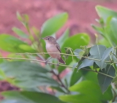Iduna caligata