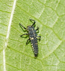 Cleobora mellyi