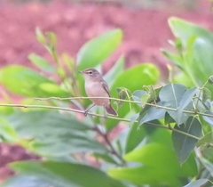 Iduna caligata