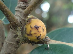 Pheidole