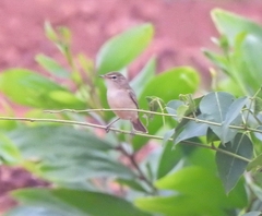 Iduna caligata