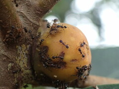 Pheidole