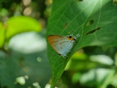 Hypolycaena thecloides