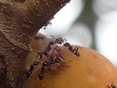 Pheidole
