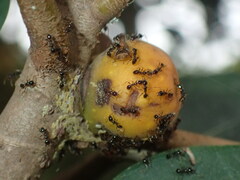 Pheidole