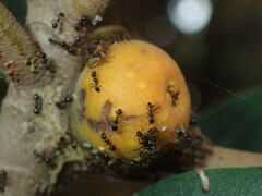 Pheidole