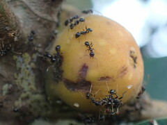 Pheidole