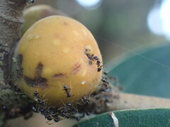 Pheidole
