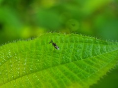 Eucharitidae