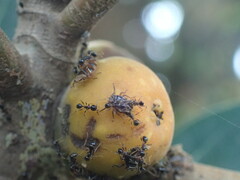 Pheidole