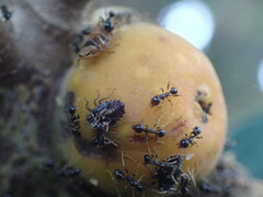 Pheidole