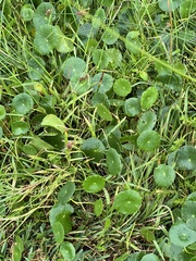 Hydrocotyle bonariensis