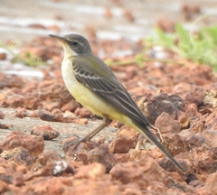 Motacilla