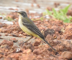 Motacilla