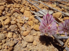 Ptilotus drummondii