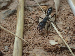 Paltothyreus tarsatus