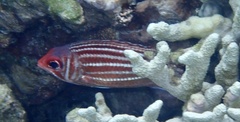 Sargocentron cornutum