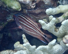 Sargocentron cornutum