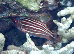 Sargocentron cornutum