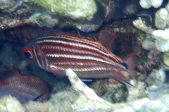 Sargocentron cornutum