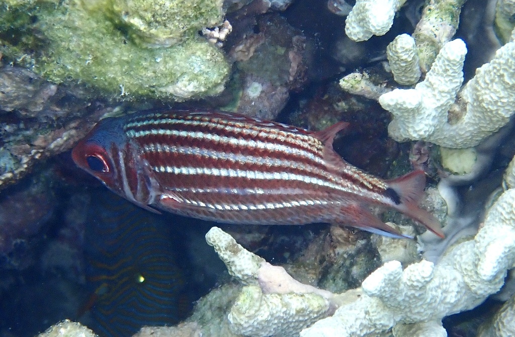 Threespot Squirrelfish